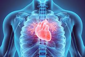 Cardio-thoracique santé